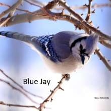 Blue Jay Challenging Sandhills Scenic Drive