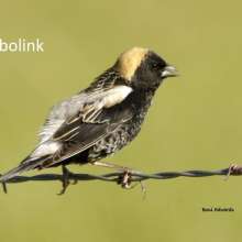 Bobolink Challenging Sandhills Scenic Drive
