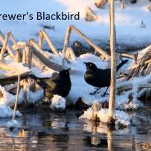 Brewers Blackbird Wild Horse Canyon Scenic Drive