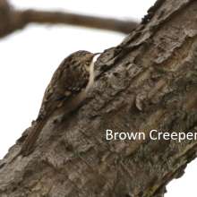 Brown Creeper Cottonwood Canyon Scenic Drive