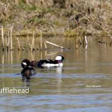 Bufflehead Cottonwood Canyon Scenic Drive