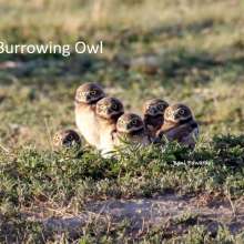 Burrowing Owl Cottonwood Canyon Scenic Drive