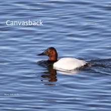 Canvasback Cottonwood Canyon Scenic Drive