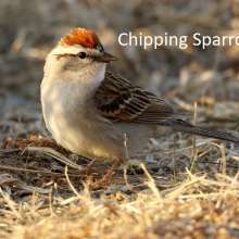 Chipping Sparrow Cottonwood Canyon Scenic Drive