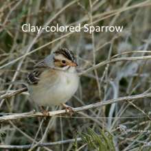 Clay Colored Sparrow Wild Horse Canyon Scenic Drive