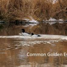 Common Golden Eye Cottonwood Canyon Scenic Drive