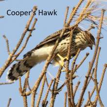 Coopers Hawk Cottonwood Canyon Scenic Drive