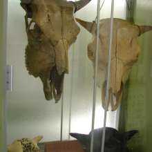Stones & Bones Gallery