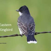 Eastern Kingbird Wild Horse Canyon Scenic Drive