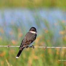Eastern Kingbird Wild Horse Canyon Scenic Drive