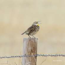 Eastern Meadowlark Wild Horse Canyon Scenic Drive