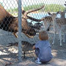 Elk-with-Deer-Looking-On-SM-1024x683