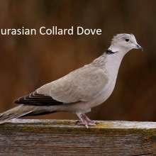 Eurasian Collard Dove Sandhills Scenic Drive