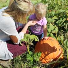 Homestead Pumpkin Patch