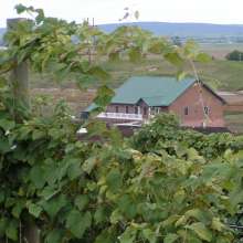 Feather River Vineyard