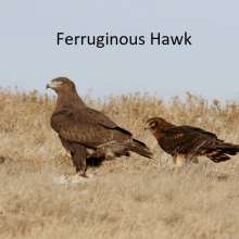 Ferruginous Hawk Cottonwood Canyon Scenic Drive