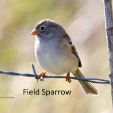 Field Sparrow Cottonwood Canyon Scenic Drive