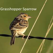 Grasshopper Sparrow Sandhills Scenic Drive