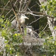 Great Blue Hero Wild Horse Canyon Scenic Drive