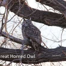 Great Horned Owl Cottonwood Canyon Scenic Drive