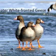 Greater White Fronted Geese Wild Horse Canyon Scenic Drive