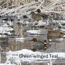 Green Winged Teal Sandhills Scenic Drive