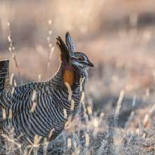 Prairie Chicken