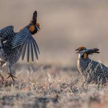 Prairie Chickens