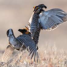 Prairie Chicken