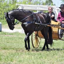 Heritage Festival