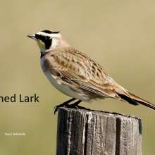 Horned Lark Wild Horse Canyon Scenic Drive