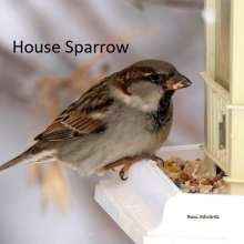 House Sparrow Cottonwood Canyon Scenic Drive