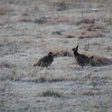 Prairie Chicken