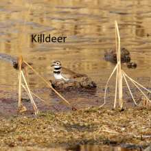 Killdeer Wild Horse Canyon Scenic Drive