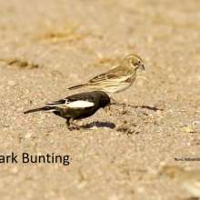 Lark Bunting Wild Horse Canyon Scenic Drive
