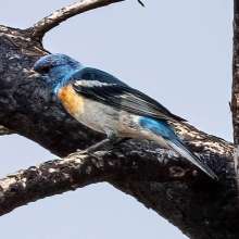 Lazuli Bunting Cottonwood Canyon Scenic Drive