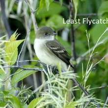 Least Flycatcher Sandhills Scenic Drive