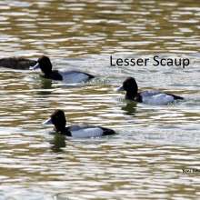 Lesser Scaup Sandhills Scenic Drive