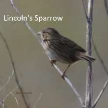 Lincolns Sparrow Sandhills Scenic Drive