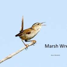 Marsh Wren Sandhills Scenic Drive