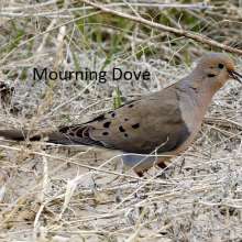 Mourning Dove Cottonwood Canyon Scenic Drive