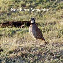 Northern Bobwhite Challenging Sandhills Scenic Drive