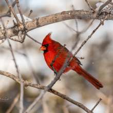 Northern Cardinal Cottonwood Canyon Scenic Drive