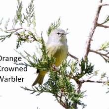 Orange Crowned Warbler Challenging Sandhills Scenic Drive