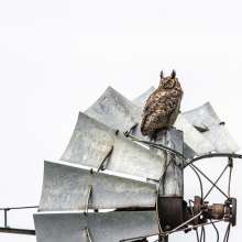 Owl on windmill Challenging Sandhills Scenic Drive