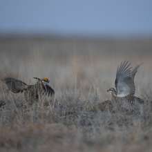 Prairie Chicken