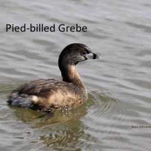 Pied Billed Grebe Wild Horse Canyon Scenic Drive