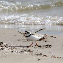 Piping Plover Challenging Sandhills Scenic Drive