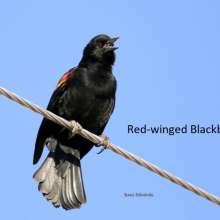 Red Winged Blackbird Cottonwood Canyon Scenic Drive
