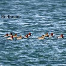 Redheads Challenging Sandhills Scenic Drive